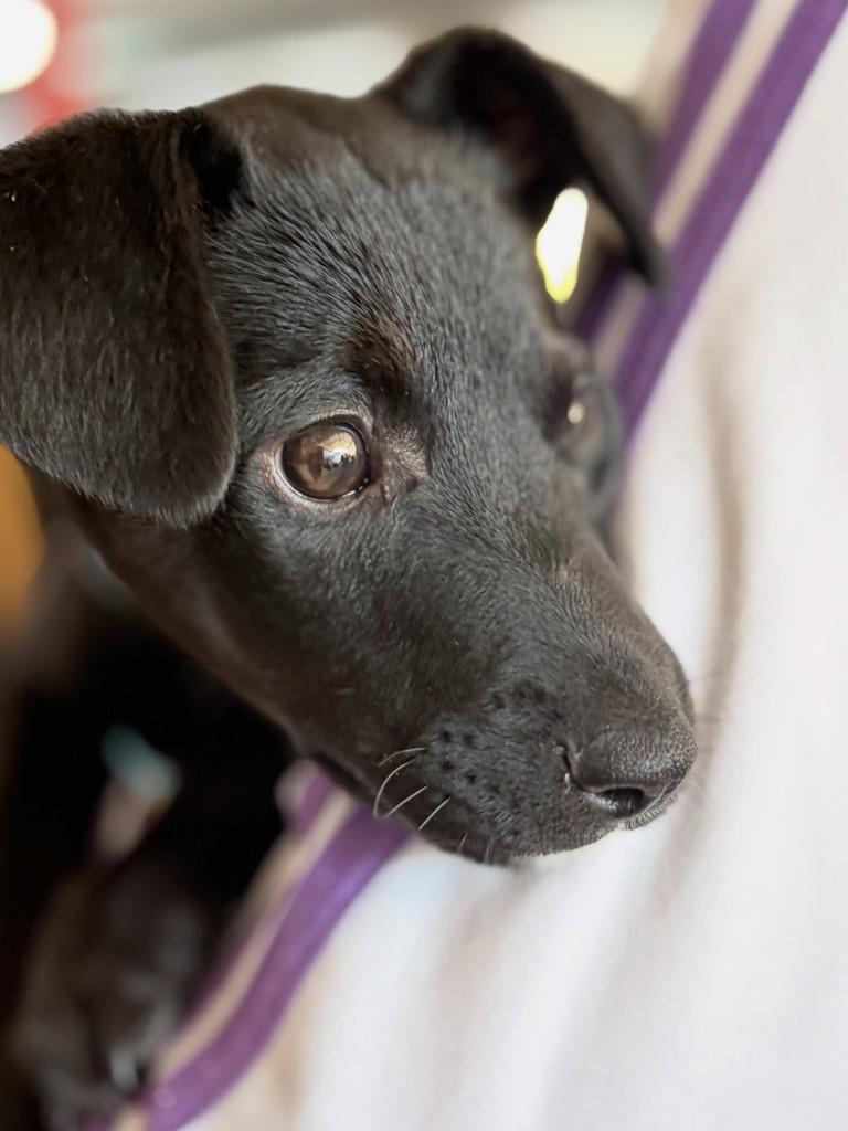 Zeca, cachorro de porte pequeno para adoção em Joinville - SC