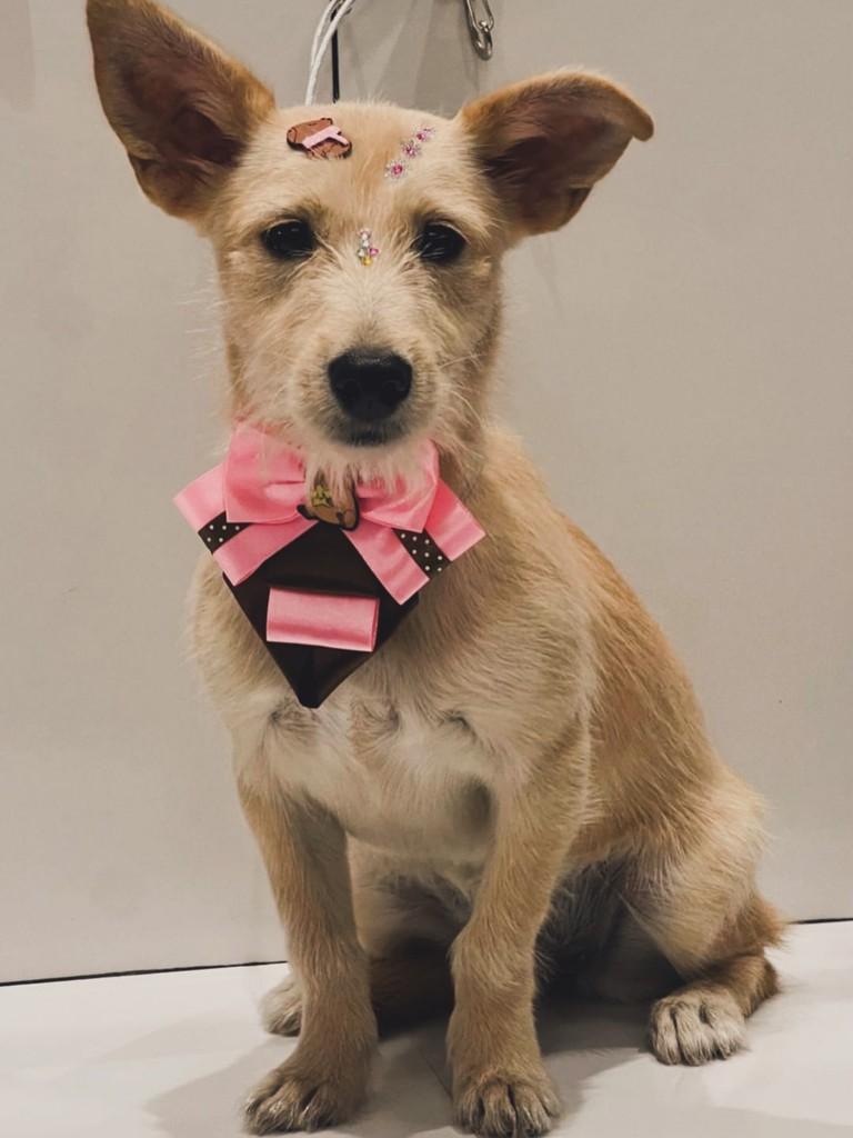 Linda, cadela de porte pequeno para adoção em Joinville - SC