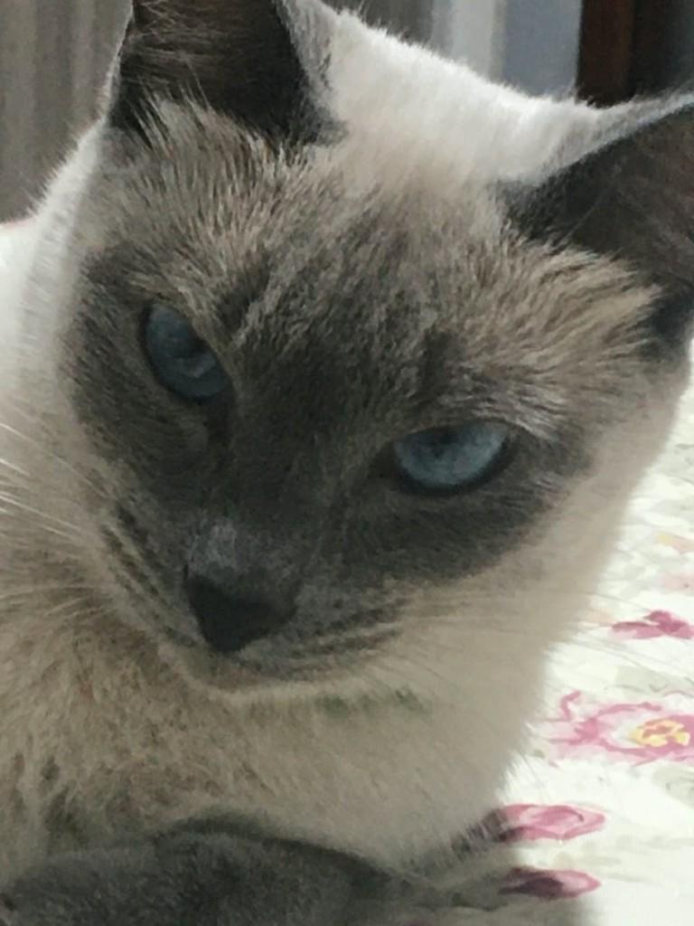 Linda, gata de porte médio para adoção em Joinville - SC