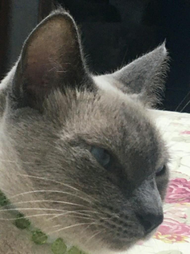 Linda, gata de porte médio para adoção em Joinville - SC — foto 2 de 3