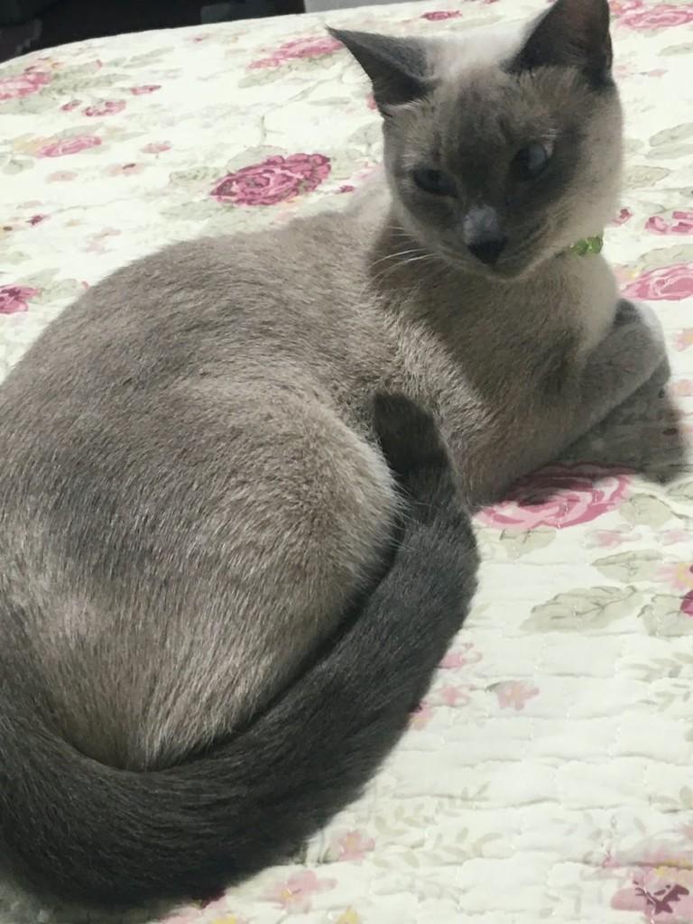 Linda, gata de porte médio para adoção em Joinville - SC — foto 3 de 3