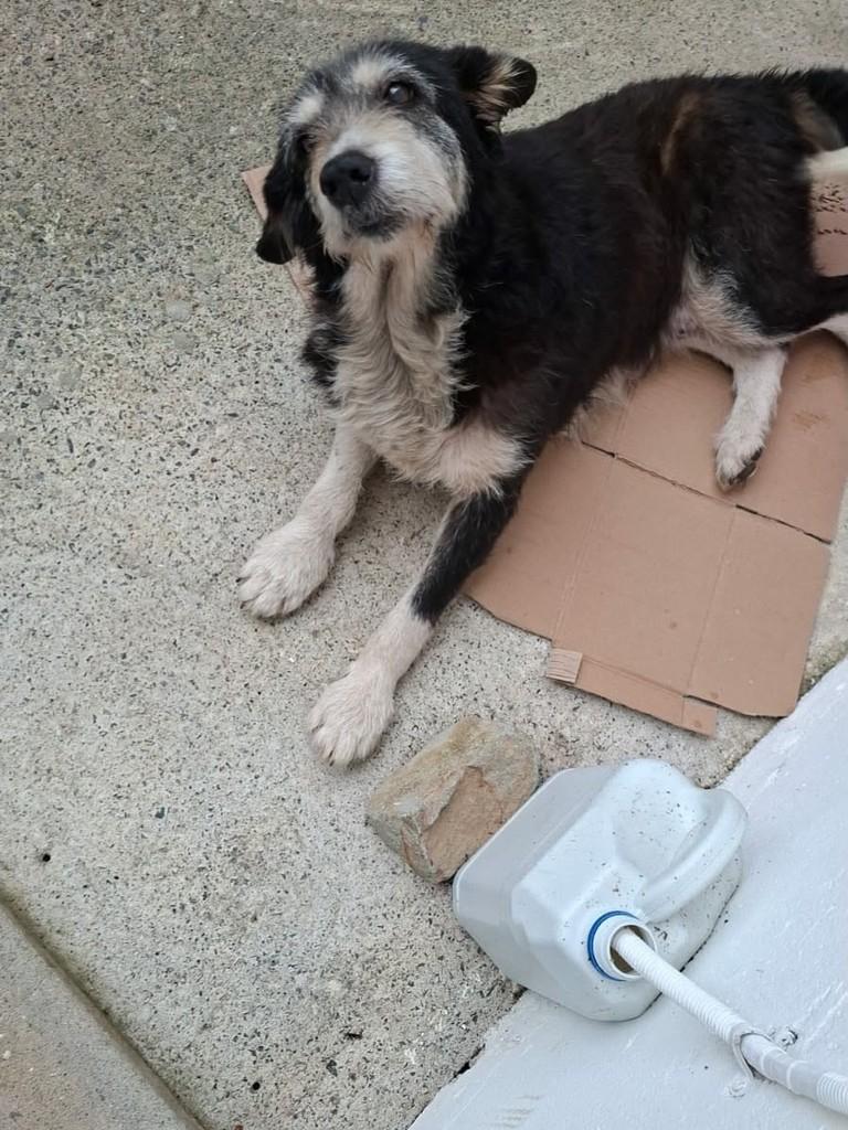 Patudinha Idosa, cachorro de porte médio para adoção em Joinville - SC