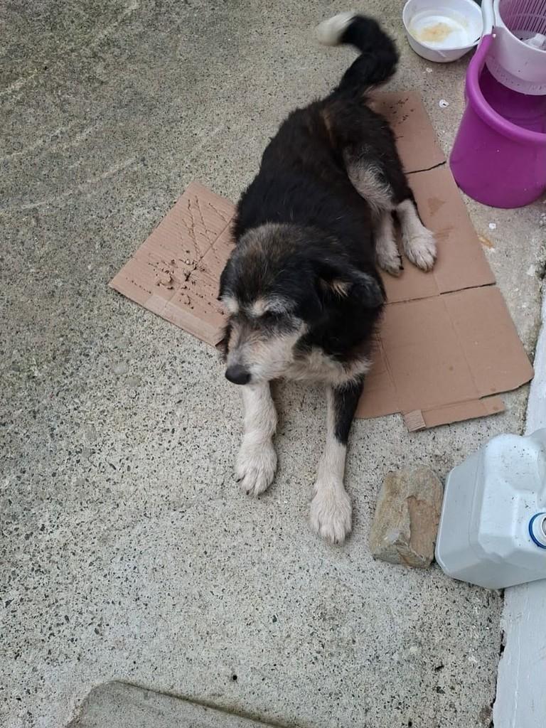 Patudinha Idosa, cachorro de porte médio para adoção em Joinville - SC — foto 2 de 3