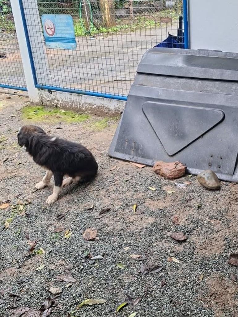 Patudinha Idosa, cachorro de porte médio para adoção em Joinville - SC — foto 3 de 3
