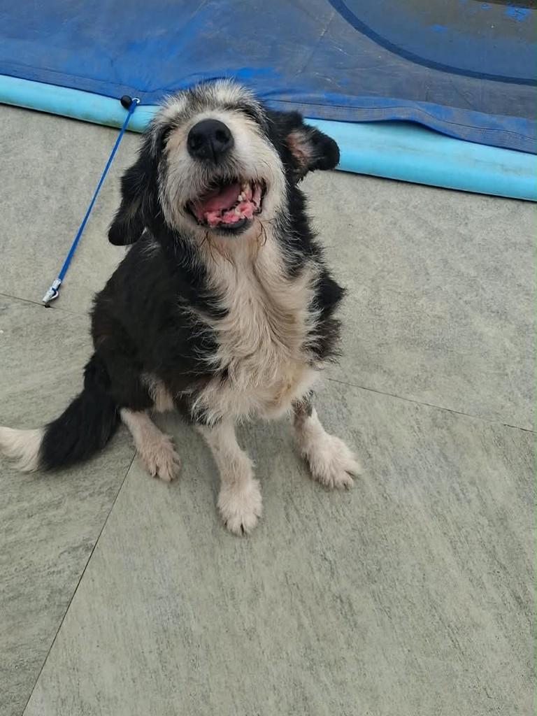 Gladys, cadela de porte pequeno para adoção em Joinville - SC