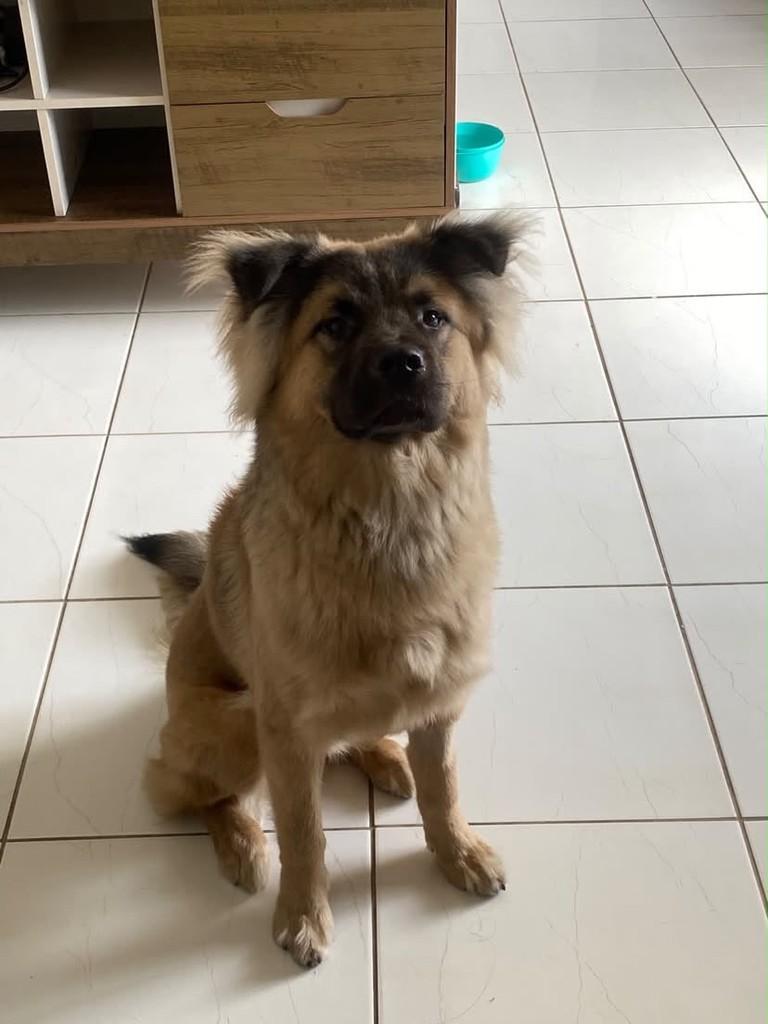 Profeta, cachorro de porte médio para adoção em Joinville - SC