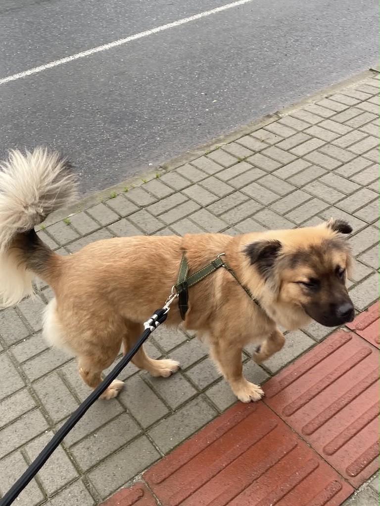 Profeta, cachorro de porte médio para adoção em Joinville - SC — foto 2 de 2