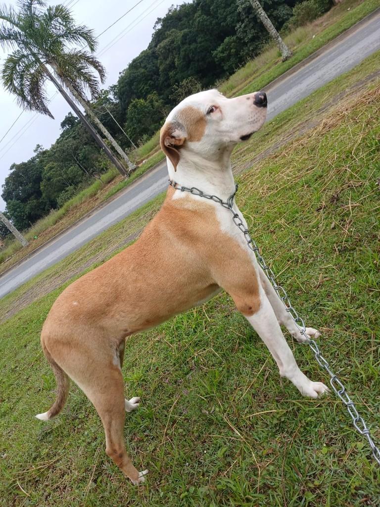 Sol, cadela de porte pequeno para adoção em Joinville - SC — foto 2 de 2