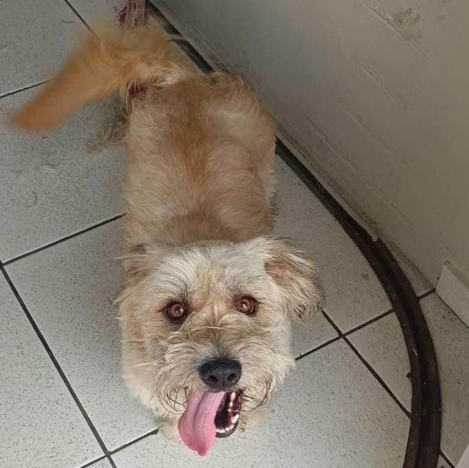 Chokito, cachorro de porte pequeno para adoção em Joinville - SC