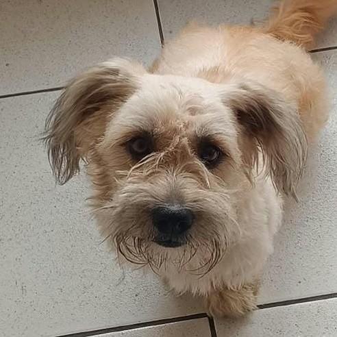 Chokito, cachorro de porte pequeno para adoção em Joinville - SC — foto 2 de 2