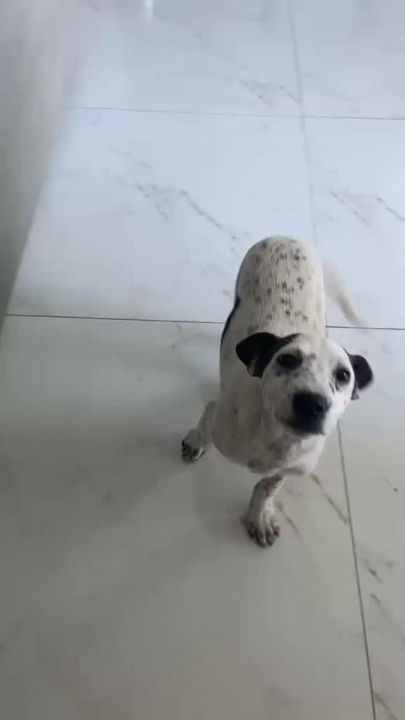Estrela, cadela de porte pequeno para adoção em Santana do Manhuaçu - MG