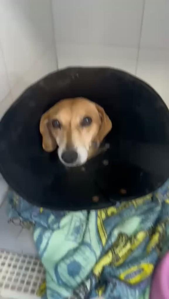 Caramelo, cachorro de porte médio para adoção em Santana do Manhuaçu - MG