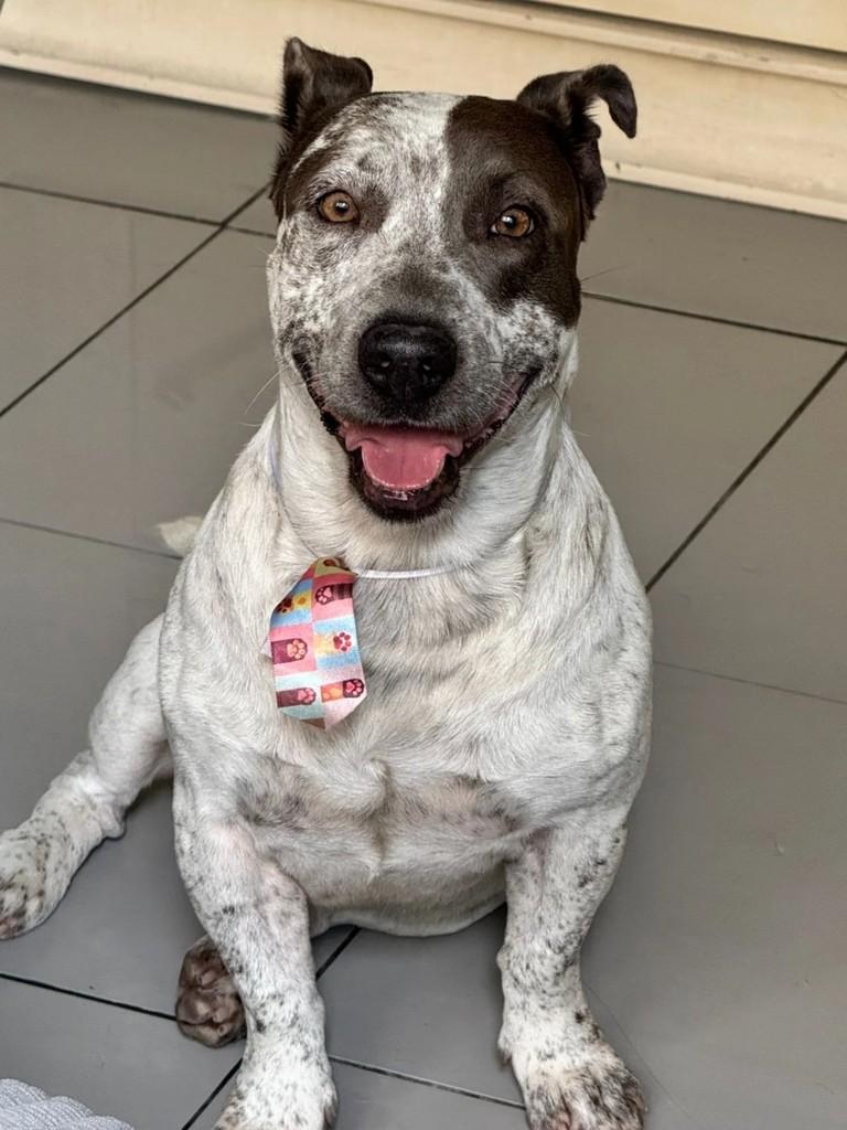 Luck, cachorro de porte médio para adoção em Rio de Janeiro - RJ