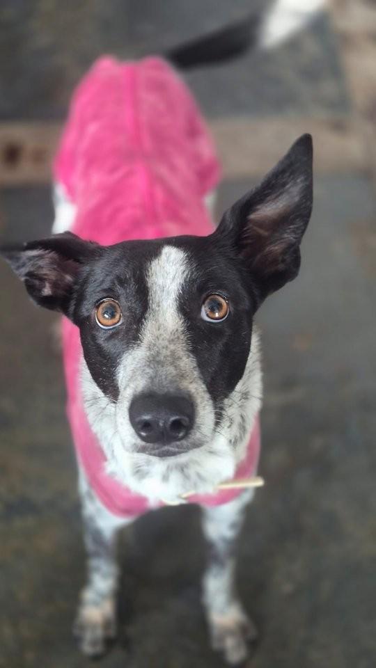 Sheila, cachorro de porte pequeno para adoção em Rio de Janeiro - RJ