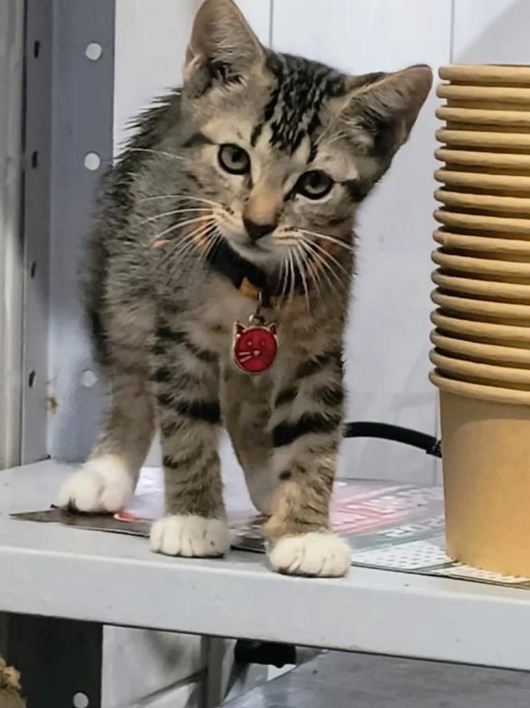 Princesa, gata de porte pequeno para adoção em Rio de Janeiro - RJ