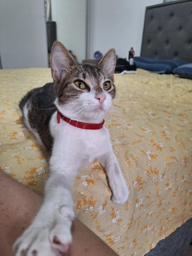 Patrick, gato de porte pequeno para adoção em Rio de Janeiro - RJ