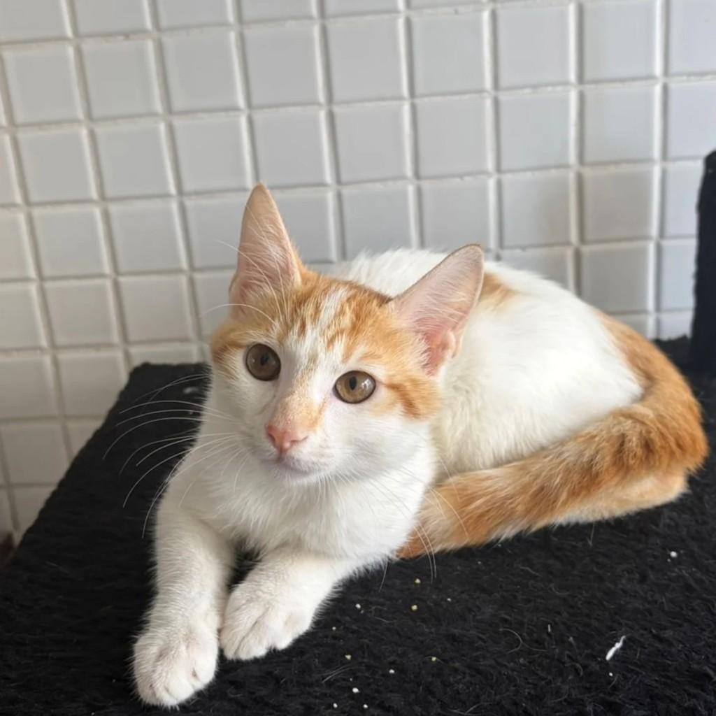 Nicolas, gato de porte pequeno para adoção em Rio de Janeiro - RJ