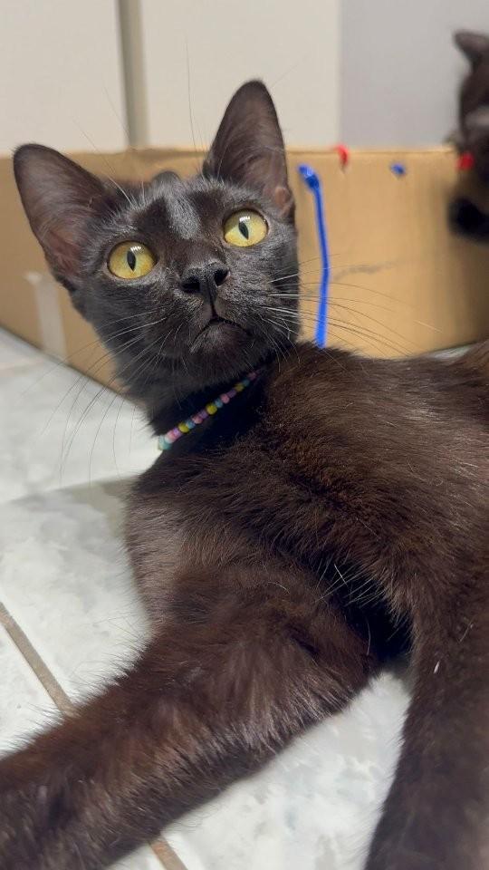 Nega, gata para adoção em Rio de Janeiro - RJ