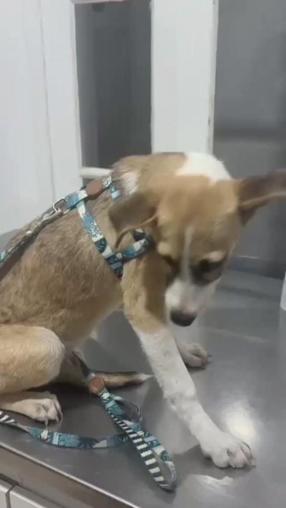 Esperança, cadela de porte pequeno para adoção em Rio de Janeiro - RJ