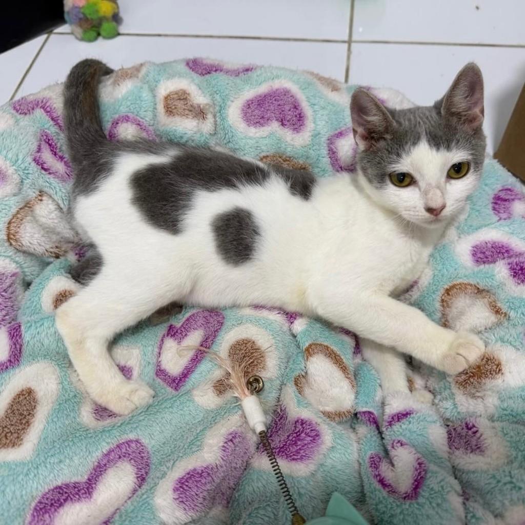 Ares, gato para adoção em Rio de Janeiro - RJ