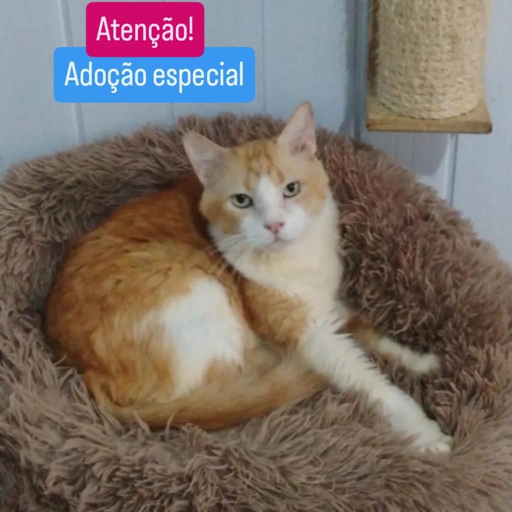 Fred, gato para adoção em Rio de Janeiro - RJ