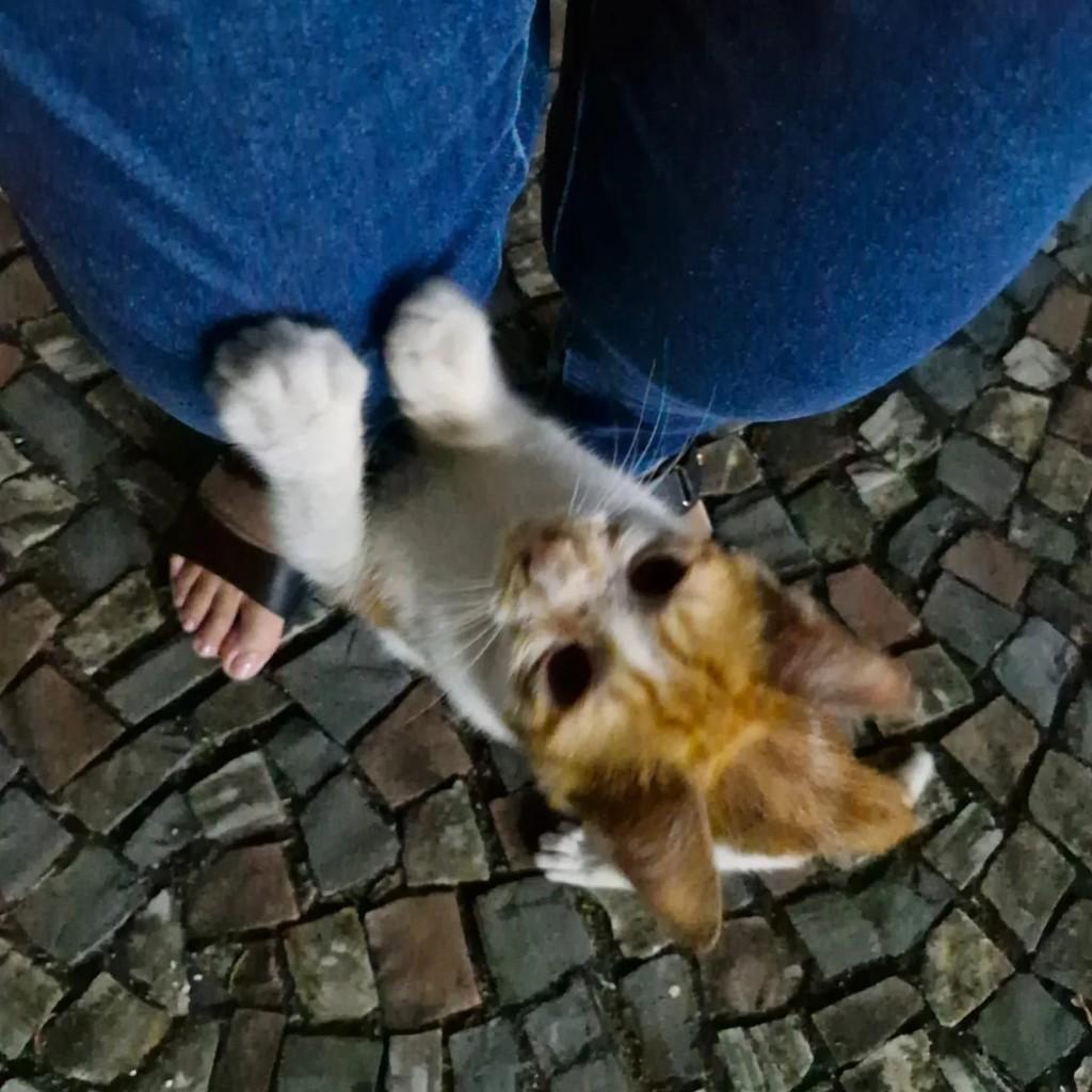 Nacho, gato de porte pequeno para adoção em Rio de Janeiro - RJ