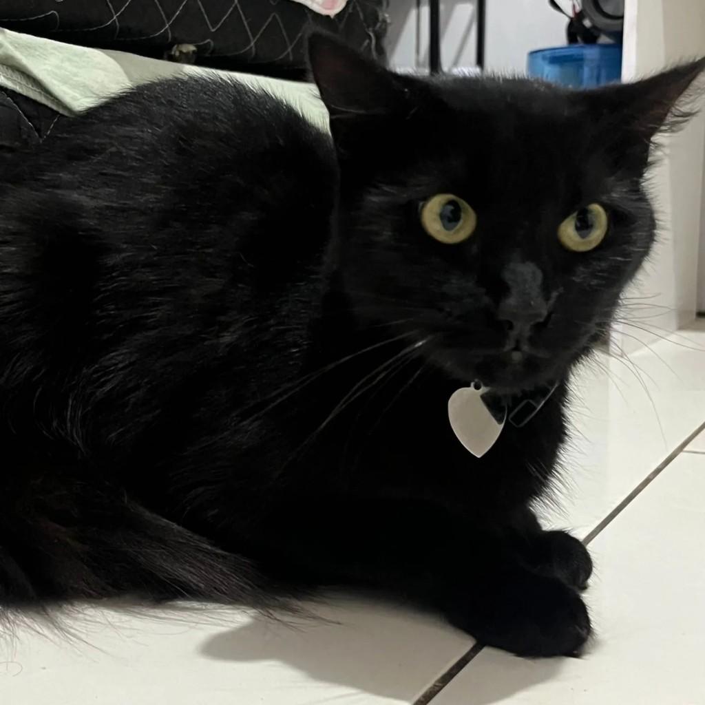 Lulu, gata de porte médio para adoção em Rio de Janeiro - RJ