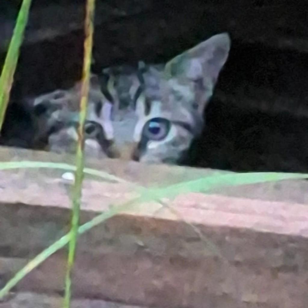 Stitch, gato para adoção em Rio de Janeiro - RJ