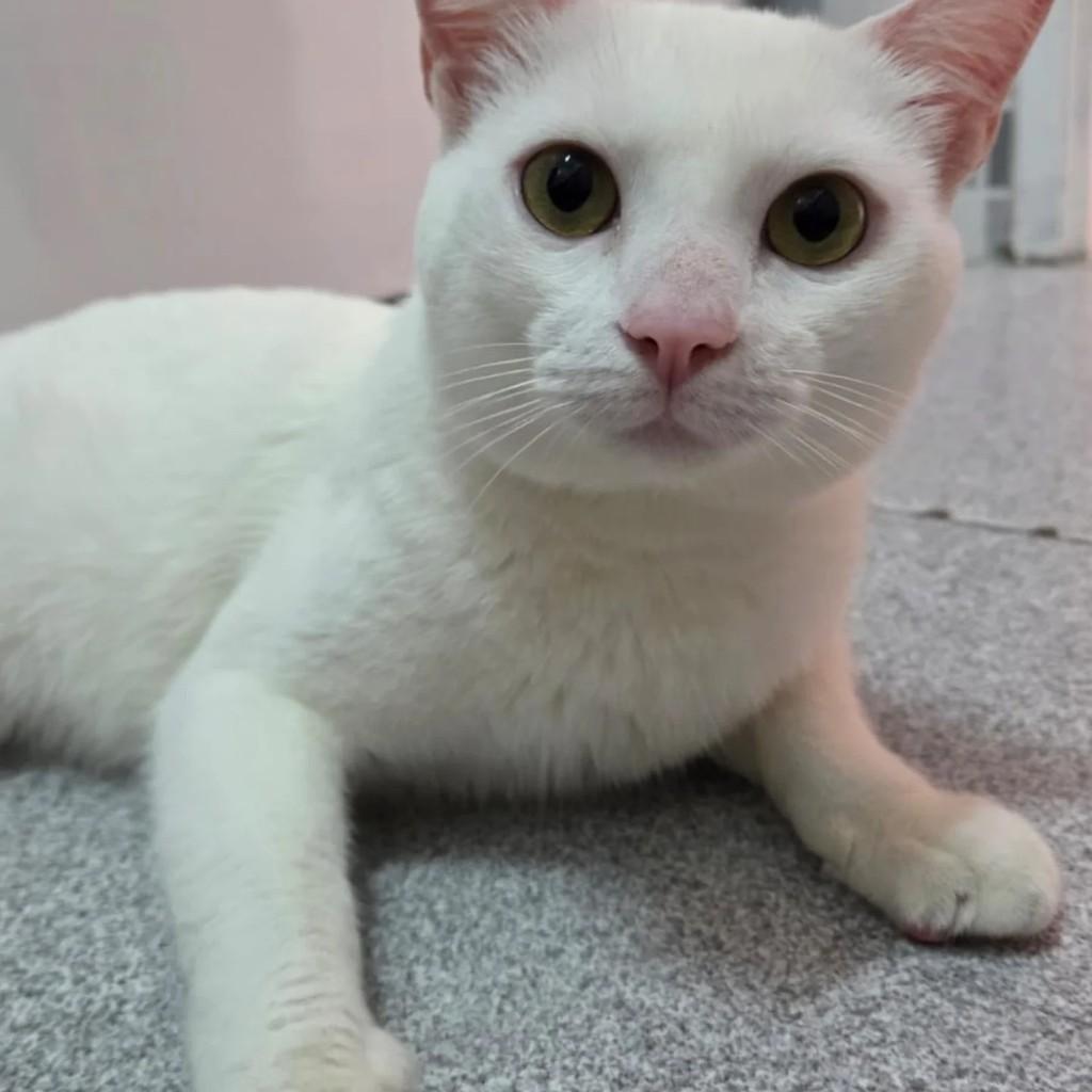 Snow, gato de porte pequeno para adoção em Rio de Janeiro - RJ