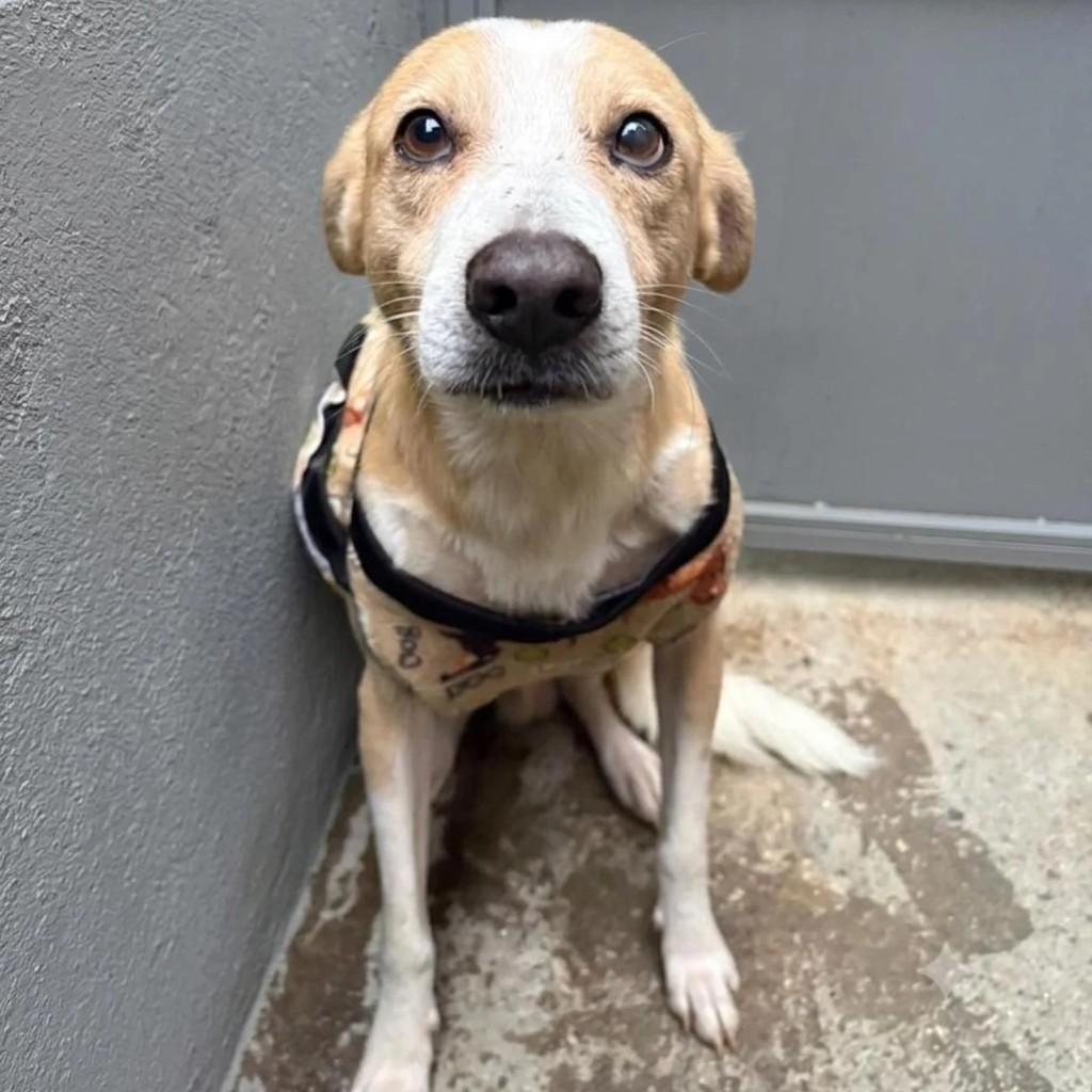 Mingau, cachorro de porte médio para adoção em Rio de Janeiro - RJ