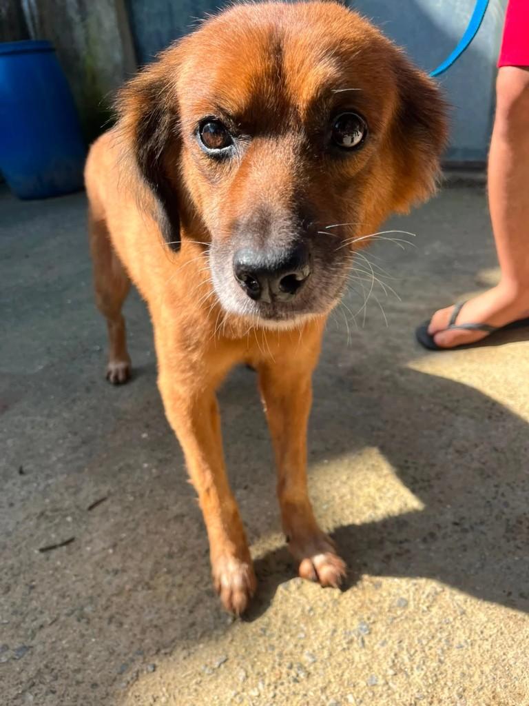 Peter, cachorro de porte pequeno para adoção em Rio de Janeiro - RJ
