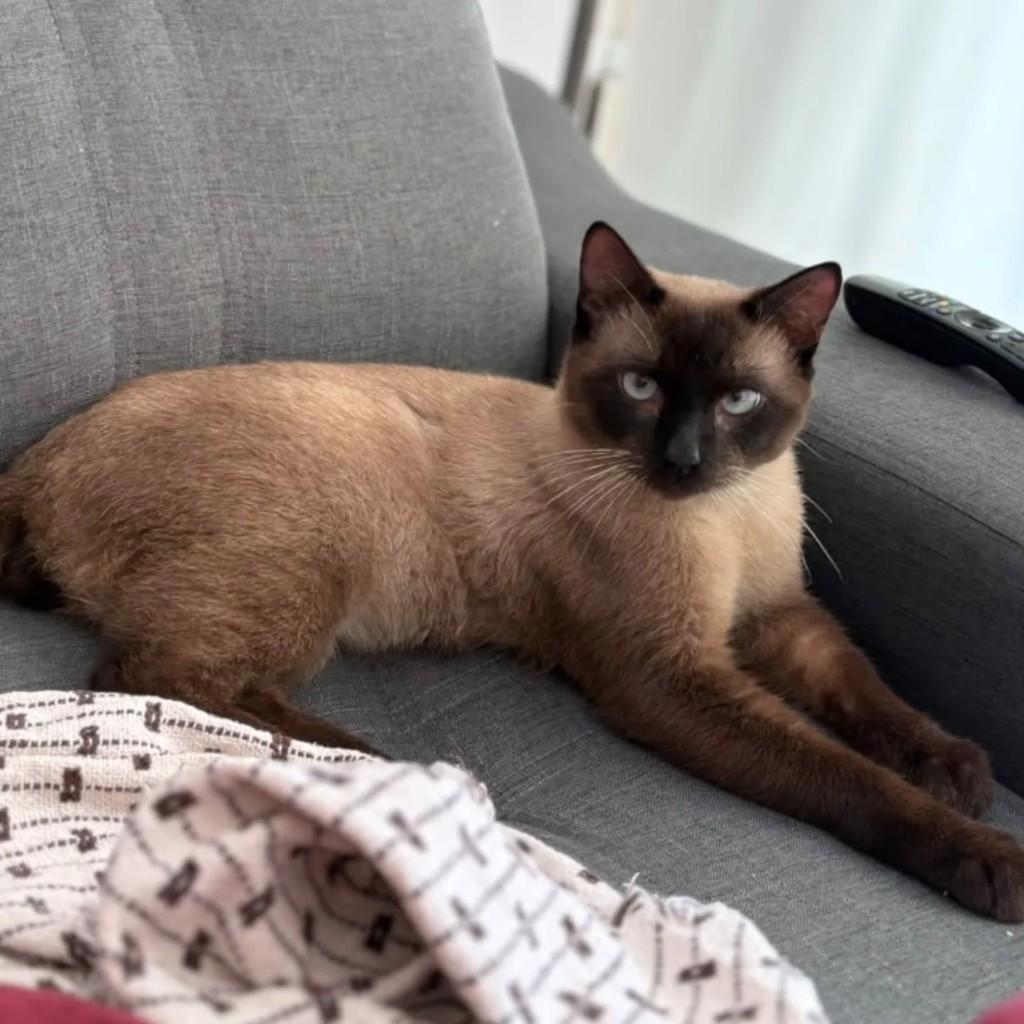 Esse lindo gatinho, gato de porte pequeno para adoção em Rio de Janeiro - RJ