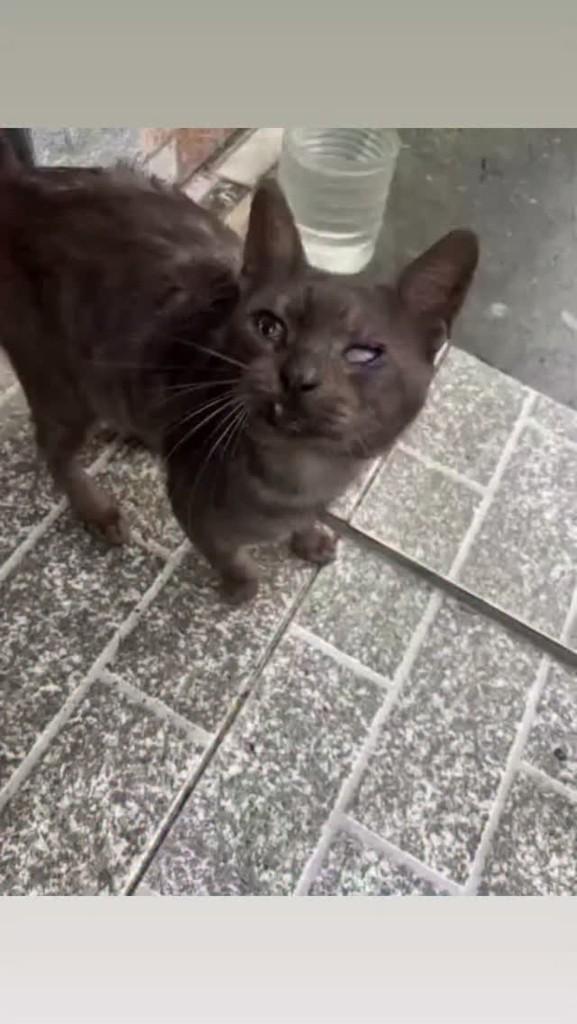 Mario, gato de porte pequeno para adoção em Rio de Janeiro - RJ