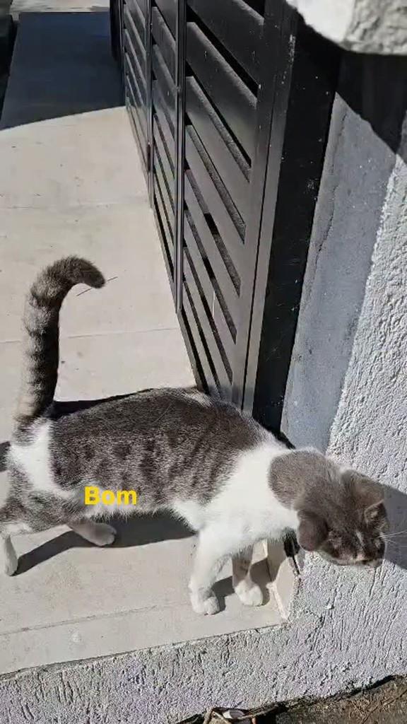 Neymarta, gata de porte pequeno para adoção em Rio de Janeiro - RJ