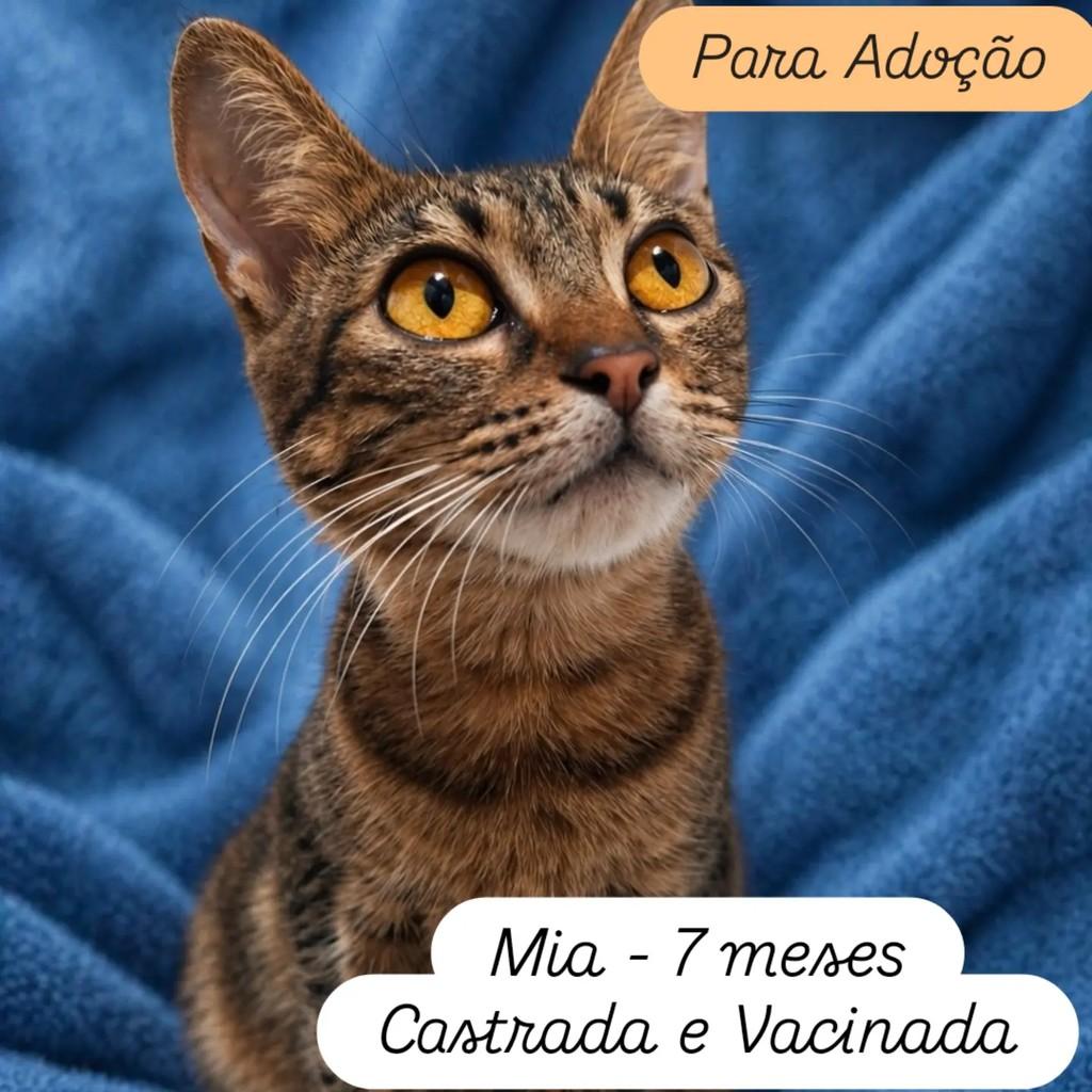 Mia, gata de porte pequeno para adoção em Rio de Janeiro - RJ