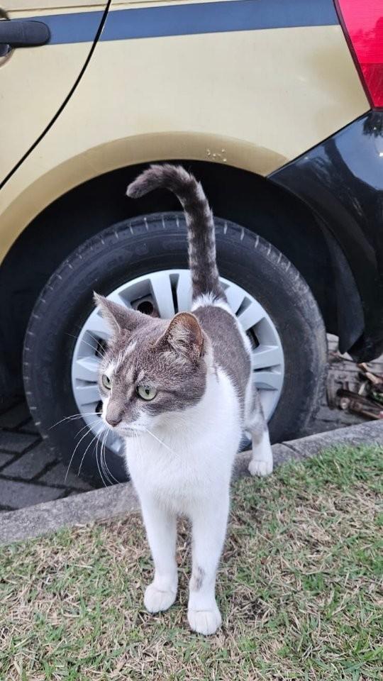 Precisamos urgente de uma família para essa gatinha comunitária!!, gata de porte pequeno para adoção em Rio de Janeiro - RJ