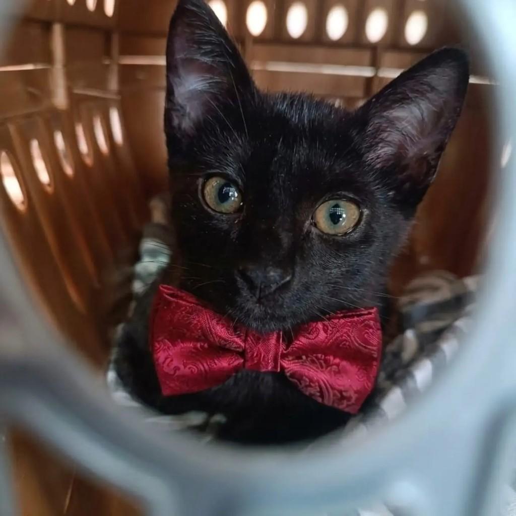 Romeo, gato de porte pequeno para adoção em Rio de Janeiro - RJ