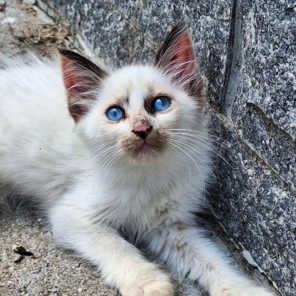 Flor, gata de porte pequeno para adoção em Rio de Janeiro - RJ