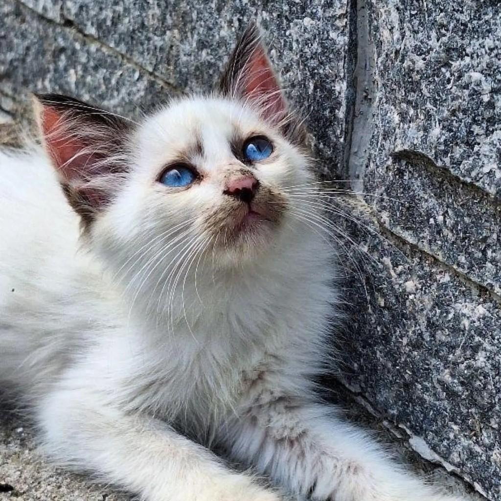 Flor, gata de porte pequeno para adoção em Rio de Janeiro - RJ — foto 2 de 4