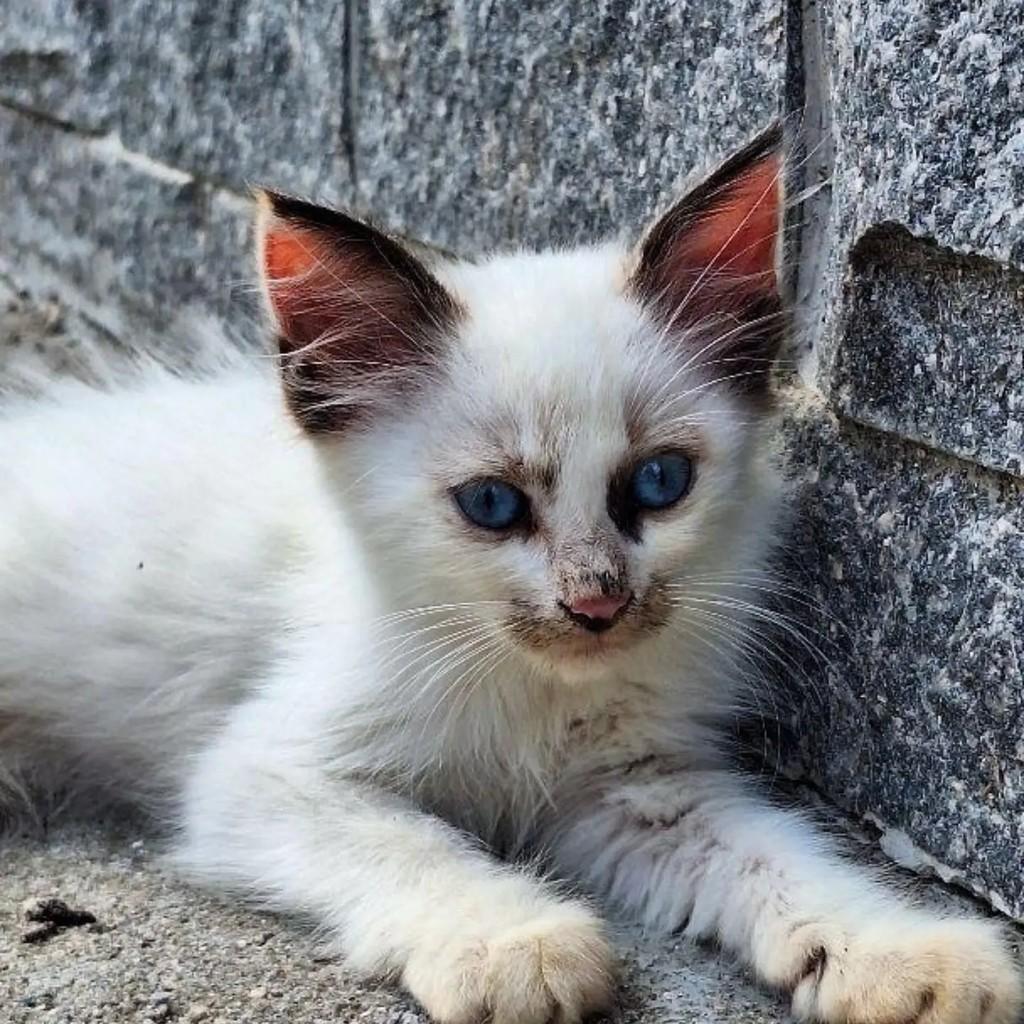 Flor, gata de porte pequeno para adoção em Rio de Janeiro - RJ — foto 3 de 4