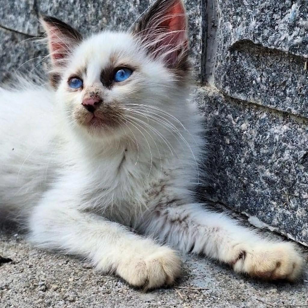 Flor, gata de porte pequeno para adoção em Rio de Janeiro - RJ — foto 4 de 4