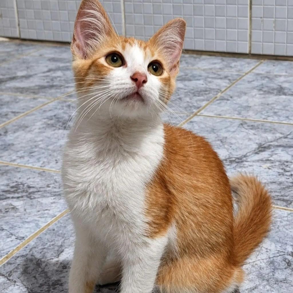 Jade, gata de porte pequeno para adoção em Rio de Janeiro - RJ