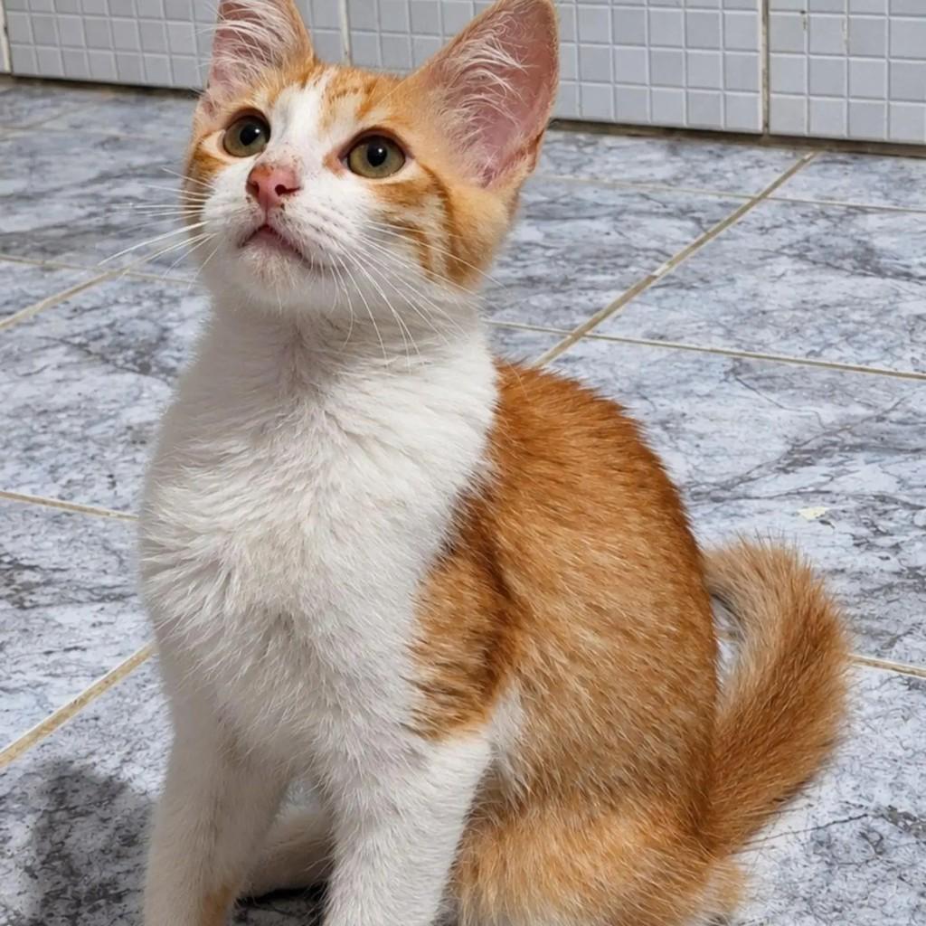 Jade, gata de porte pequeno para adoção em Rio de Janeiro - RJ — foto 2 de 3