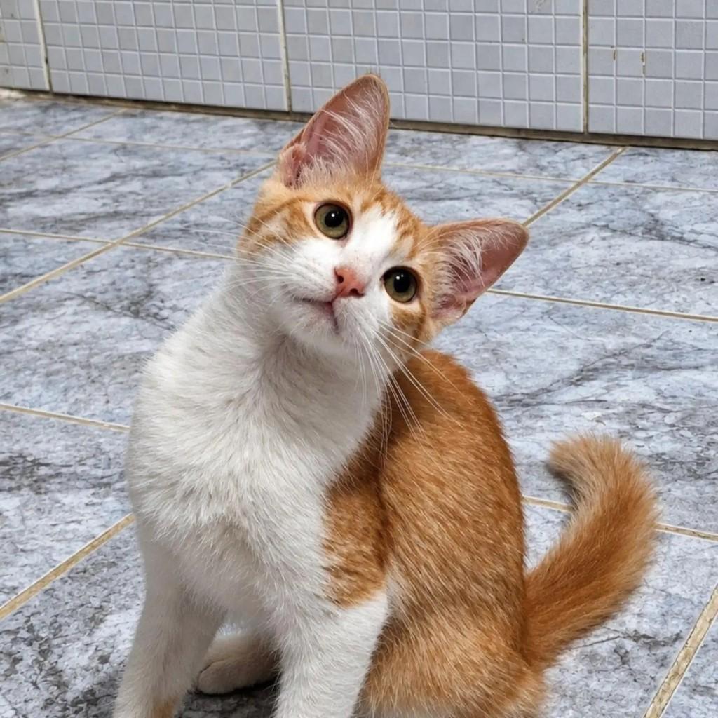Jade, gata de porte pequeno para adoção em Rio de Janeiro - RJ — foto 3 de 3