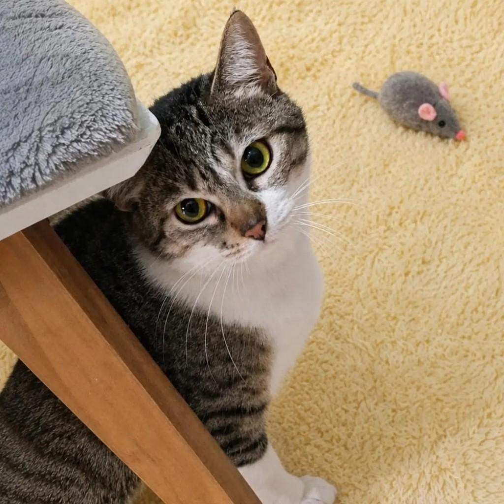 Alice, gata de porte pequeno para adoção em Rio de Janeiro - RJ