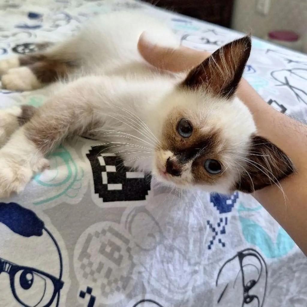Tinho, gato para adoção no Rio de Janeiro - RJ