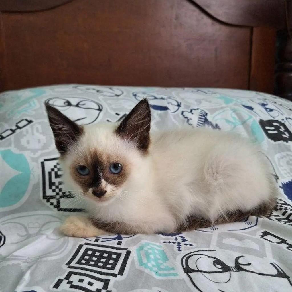 Tinho, gato para adoção no Rio de Janeiro - RJ — foto 2 de 4