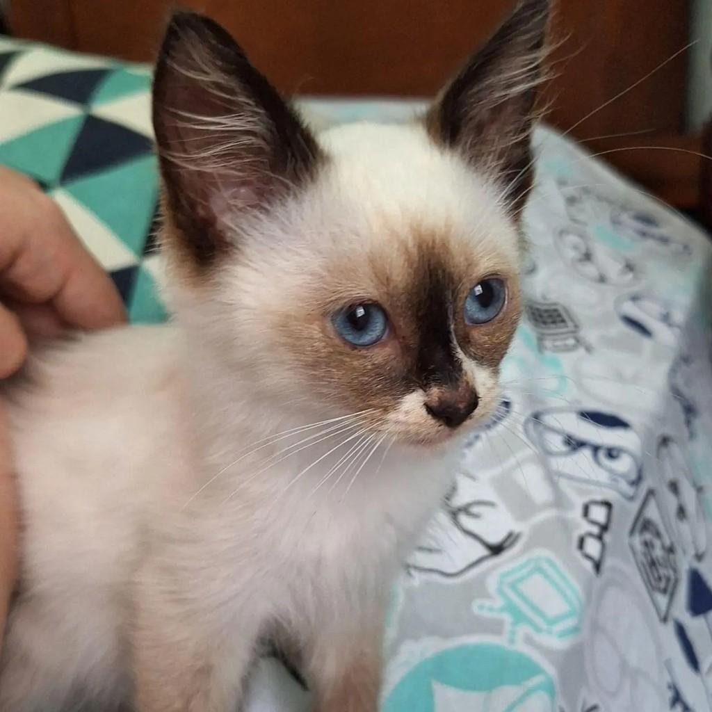 Tinho, gato para adoção no Rio de Janeiro - RJ — foto 3 de 4