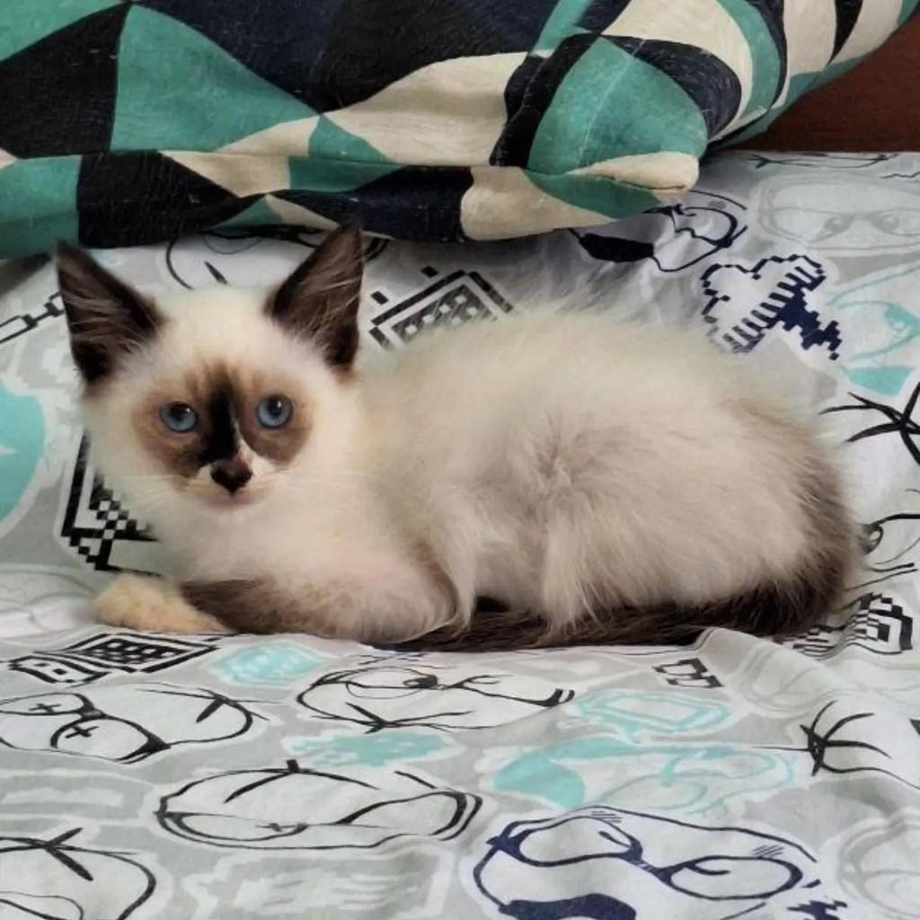 Tinho, gato para adoção no Rio de Janeiro - RJ — foto 4 de 4