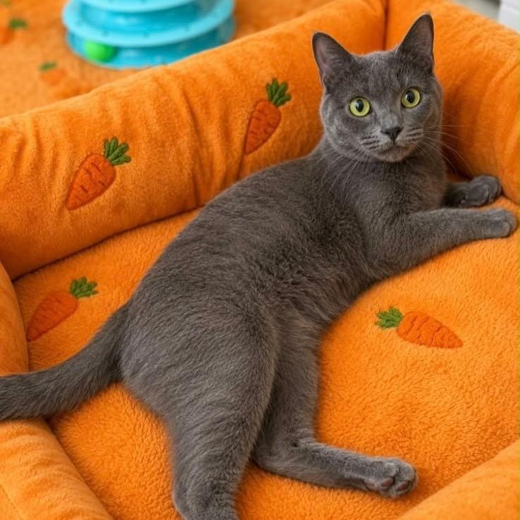 Zoe, gata de porte médio para adoção no Rio de Janeiro - RJ